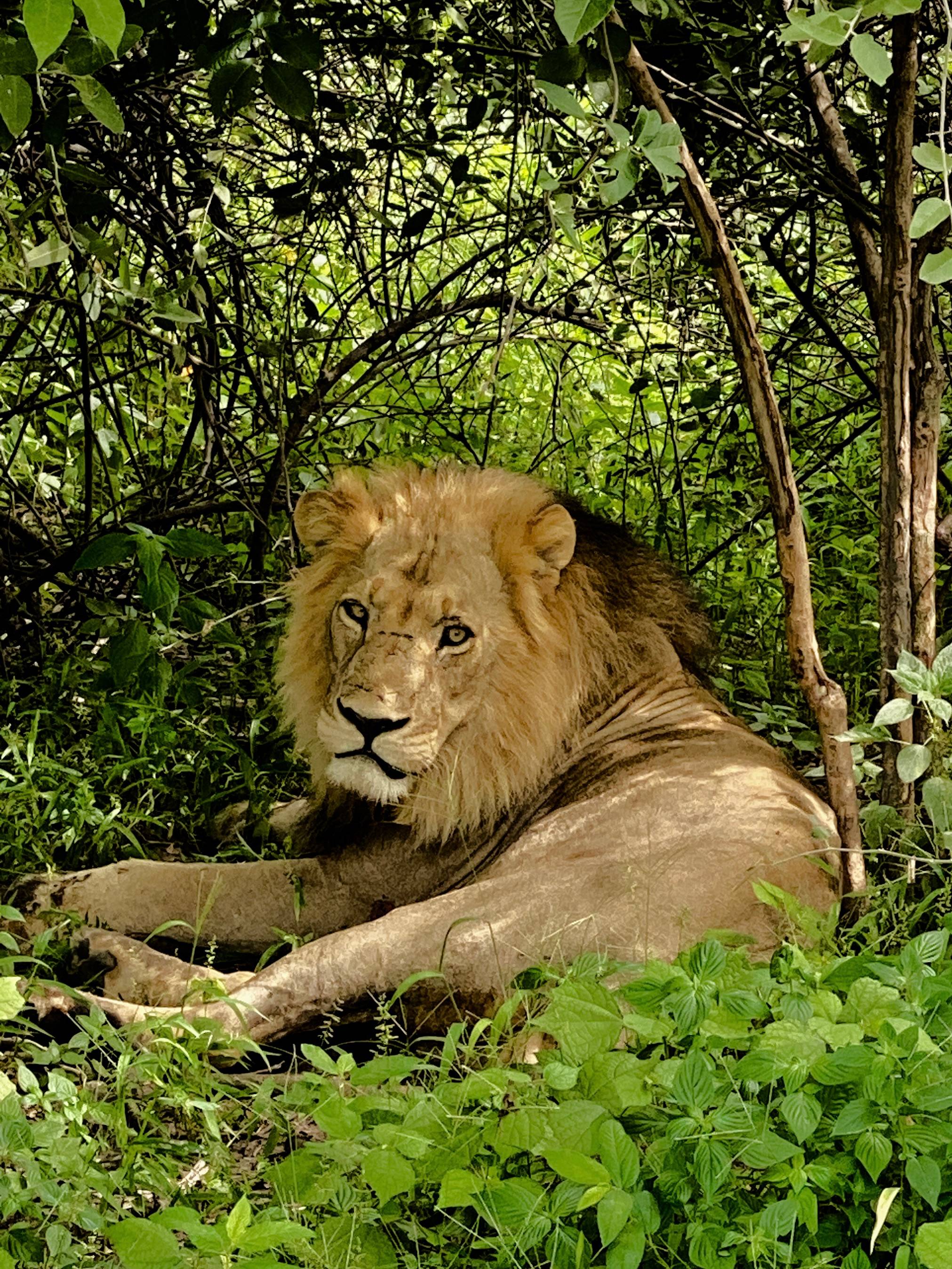 I took this photo in Botswana in 2020. The lion had just woken up from slumber in the hot afternoon sun