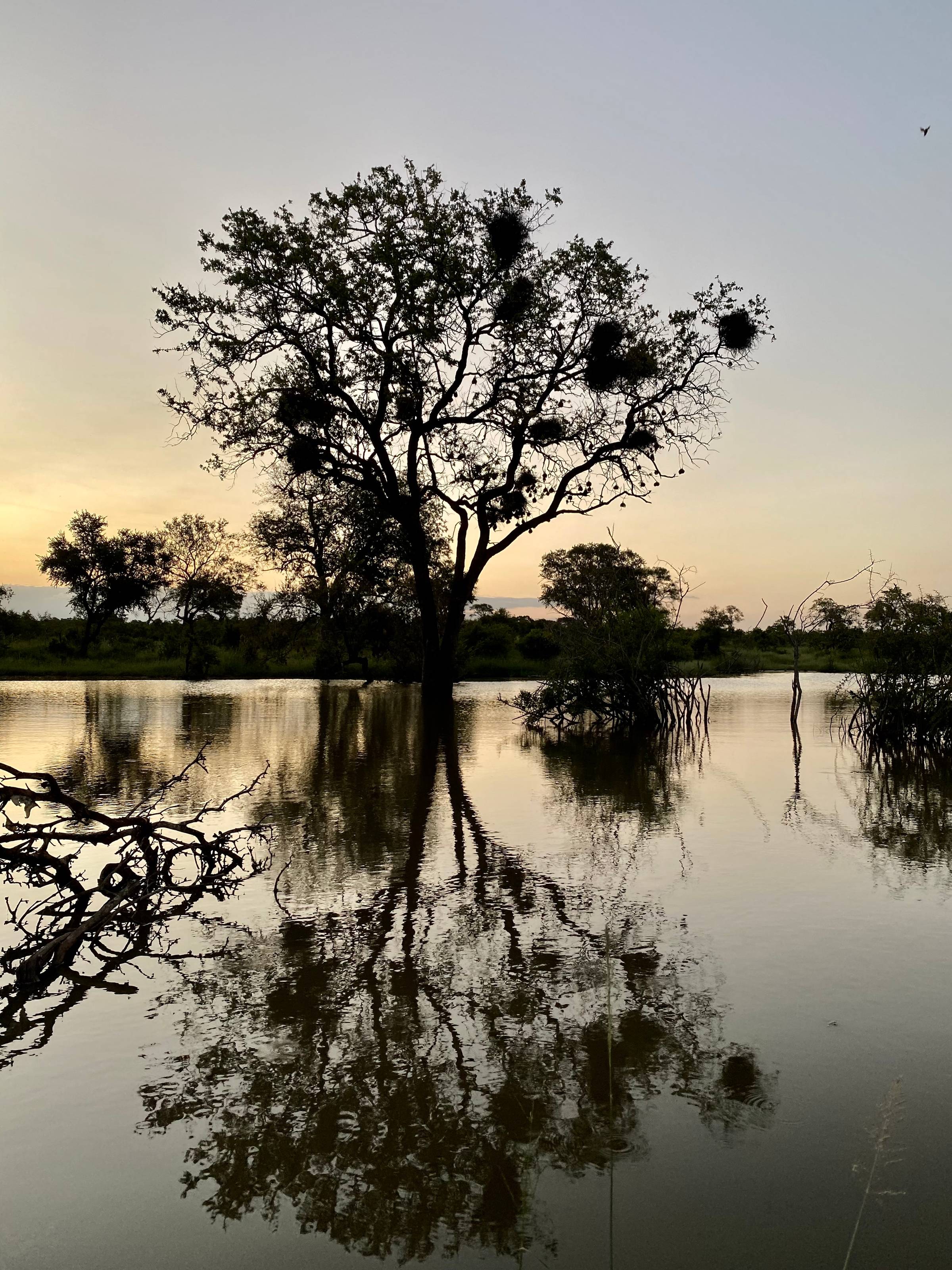 Stillness at sunset in Sabi Sands Game Reserve, South Africa